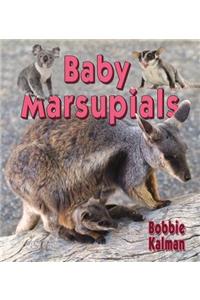 Baby Marsupials
