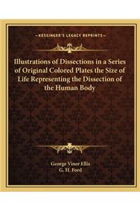 Illustrations of Dissections in a Series of Original Colored Plates the Size of Life Representing the Dissection of the Human Body