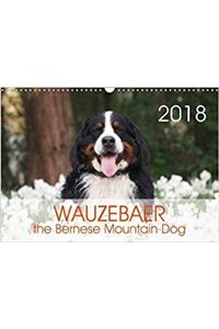 Wauzebaer the Bernese Mountain Dog 2018