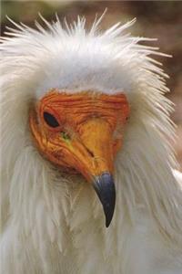 White Vulture Portrait Journal: 150 Page Lined Notebook/Diary