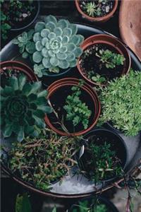 A Tray of Little Potted Plants Succulent Journal
