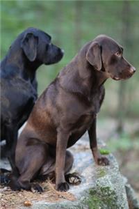 2020 Daily Planner Dog Photo Two Labrador Retrievers 388 Pages