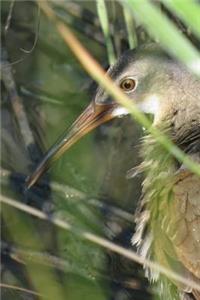Clapper Rail (Rallus Longirostris) Bird Journal