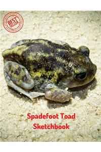 Spadefoot Toad Sketchbook