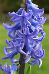 Blue Hyacinth Flower Stalk Journal