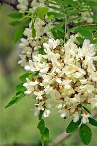 Robinia Flowers in Mexico Journal