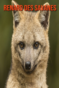 Renard des Savanes