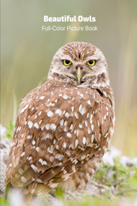 Beautiful Owls Full-Color Picture Book