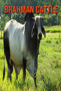 Brahman Cattle