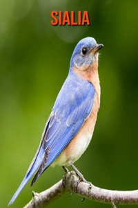 Sialia