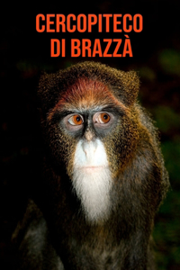 Cercopiteco di Brazzà