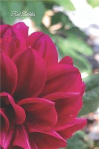 Red Dahlia