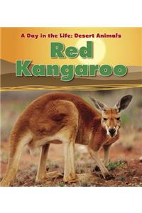 Red Kangaroo