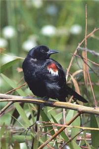 Tricolored Blackbird Journal