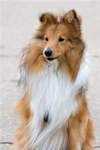Adorable Shetland Sheepdog Journal