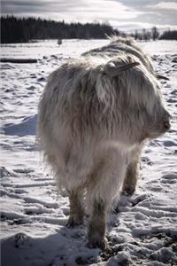 A Shaggy White Cow in the Snow Animal Journal