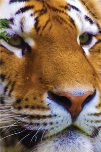 Tiger Watching Notebook