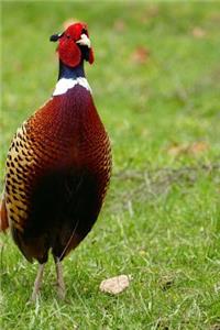 Cool Pheasant in the Grass Journal