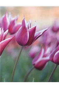Tulips Notebook Large Size 8.5 x 11 Ruled 150 Pages