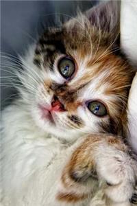 Kitten
