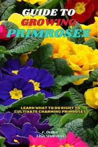 Guide to Growing Primroses