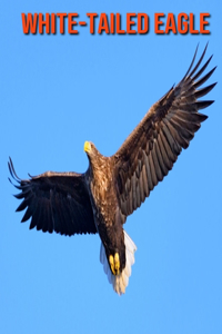 White-Tailed Eagle