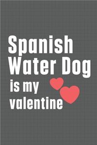 Spanish Water Dog is my valentine