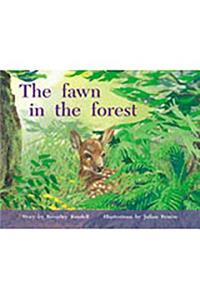 Fawn in Forest