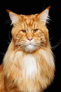 Maine Coon