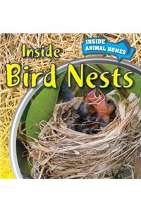 Inside Bird Nests