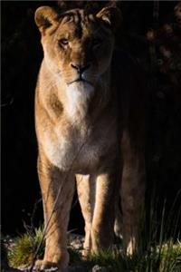 Lioness Checking You Out Journal