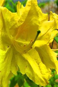 Springtime Journal Yellow Bloom Full