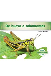 de Huevo a Saltamontes (Becoming a Grasshopper )