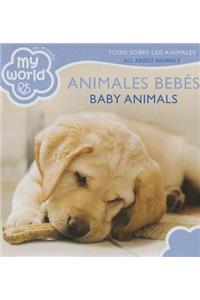 Baby Animals Bilingual