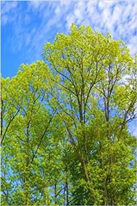 Journal Blue Sky Over Spring Trees