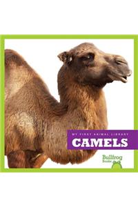 Camels