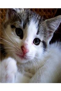 School Composition Book Cute Kitten 200 Pages