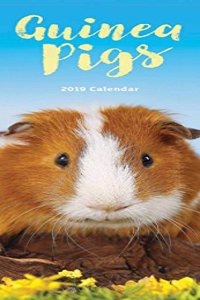 GUINEA PIGS S 2019