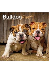 Bulldog Puppies 2020 Mini 7x7
