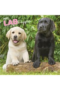 Labrador Retriever Puppies 2021 Square