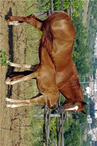 A Chestnut Mare and Feeding Foal Journal
