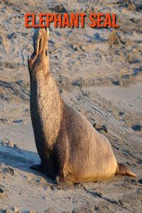 Elephant Seal