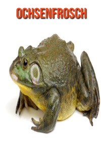 Ochsenfrosch