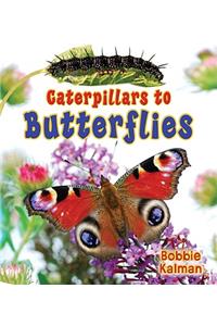 Caterpillars to Butterflies