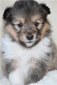 Shetland Sheepdog