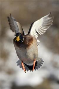 Careful! Low Flying Duck Journal