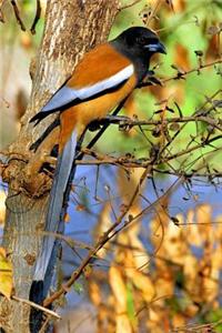 Ranthambore Bird in India Journal