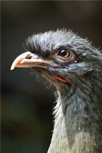 Chachalaca Bird Journal