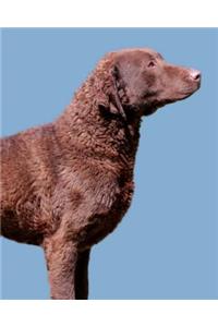 Chesapeake Bay Retriever