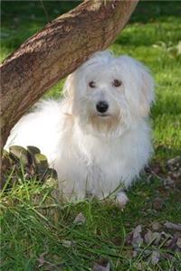 Silky White Adult Coton De Tulear Dog in the Park Journal